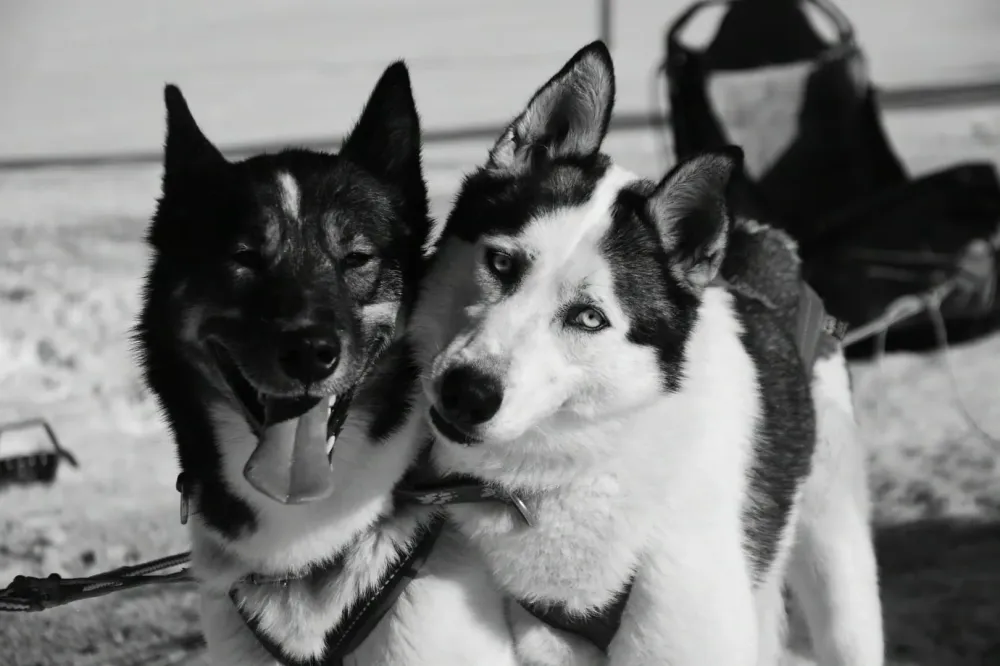 Chien de traîneau prix à Mussy-sur-Seine