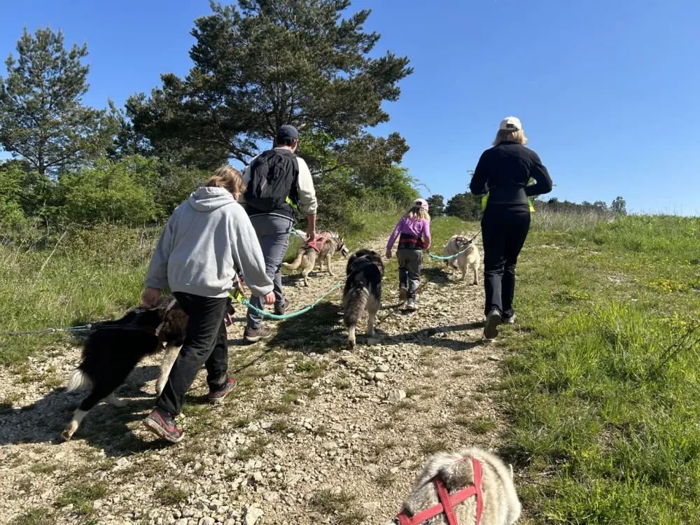 Cani balade1