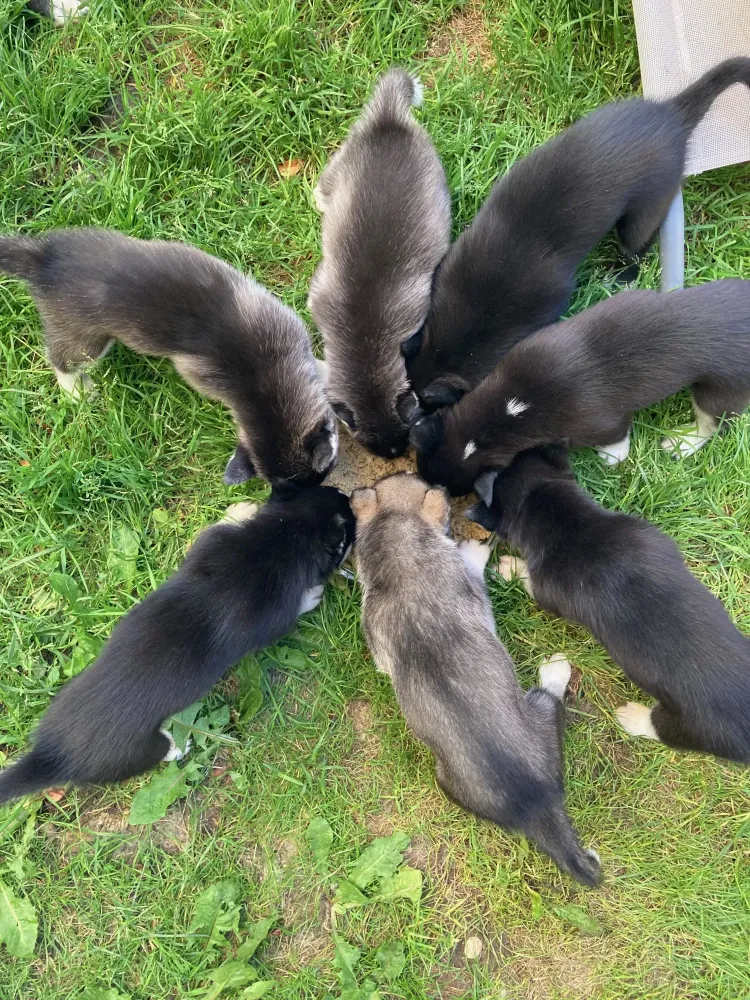 Chiots élevage